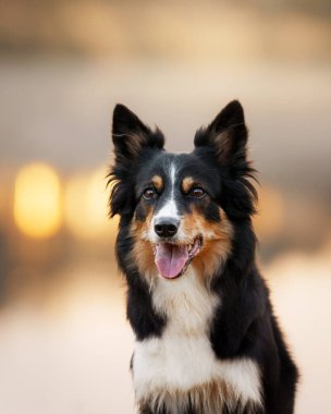 Bokeh 'in arka planına karşı bir köpek portresi. üç renkli kenar çoban köpeği doğada