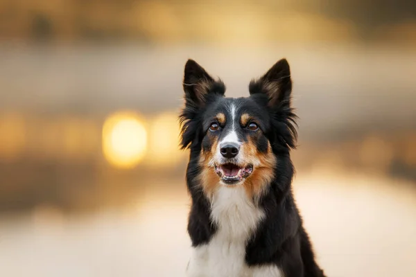 Porträt Eines Hundes Vor Einem Hintergrund Von Bokeh Tricolor Border — Stockfoto