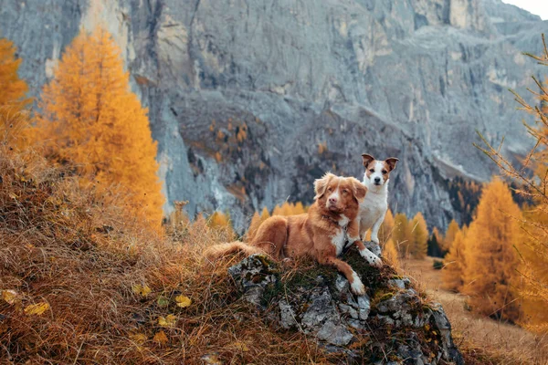 two dogs small and big together in mountains. Jack Russell Terrier and Nova Scotia Duck Tolling Retriever in nature
