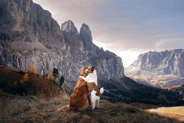 two dogs small and big together in mountains. Jack Russell Terrier and Nova Scotia Duck Tolling Retriever in nature