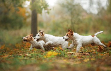 Sonbaharda Mutlu Jack Russell Teriyerleri. Yaprak dökülen bir evcil hayvanla yürümek. Üç köpek parkta birlikte koşar.
