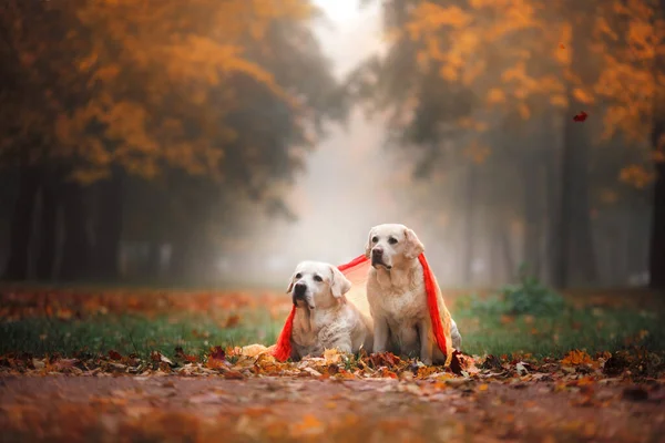 Dwa Psy Razem Jesiennym Parku Labrador Retriever Przyrodzie Upadku Liści — Zdjęcie stockowe