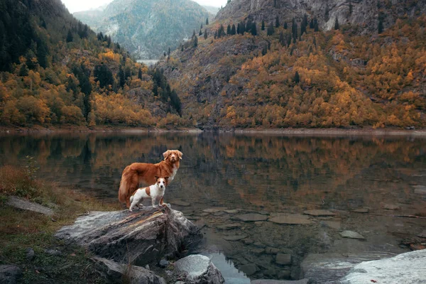 two dogs small and big together in mountains lake. Jack Russell Terrier and Nova Scotia Duck Tolling Retriever in nature