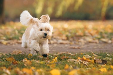 Şirin Shihtzu köpeği doğada koşuyor. Sonbahar yapraklı küçük köpek. Sonbaharda parkta bir evcil hayvanla yürümek. 