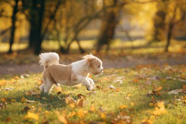 Şirin Shihtzu köpeği doğada koşuyor. Sonbahar yapraklı küçük köpek. Sonbaharda parkta bir evcil hayvanla yürümek. 