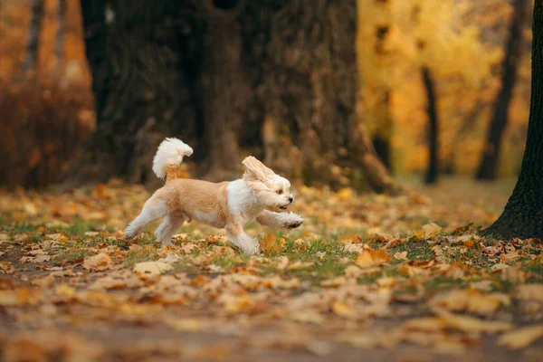 Słodki Pies Shihtzu Biegać Przyrodzie Mały Piesek Jesiennych Liściach Spacer — Zdjęcie stockowe