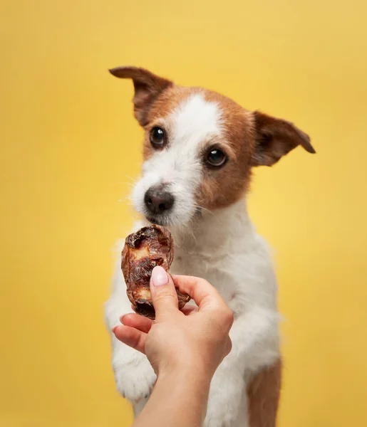 the dog with treat. funny jack russell terrier eats dried meat on a yellow background. Pet at home