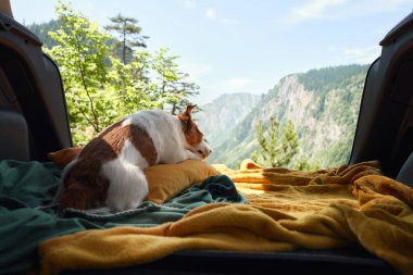 Kafesteki köpek, dağlara bakan bir kafeste. Arabayla evcil bir hayvanla seyahat etmek. Nova Scotia ördek paralı av köpeği macerasında
