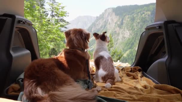 山を眺めるケージで車に乗った犬 車でペットと一緒に旅行する ノヴァ スコティア アヒル ダイバーとジャック ラッセル テリア ロード アドベンチャー — ストック動画