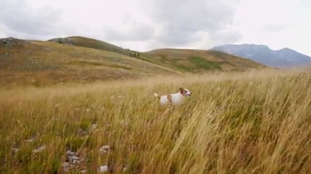 Jack Russell Terrier Biegnie Terenie Szczęśliwy Pies Śmieszne Zwierzę Przyrodzie — Wideo stockowe