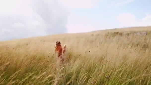 Nova Scotia Kaczka Poboru Opłat Retriever Działa Terenie Szczęśliwy Pies — Wideo stockowe