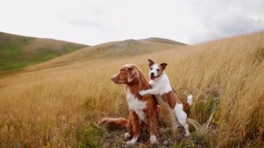 Köpekler sarılıyor. Jack Russell Terrier ve Nova Scotia Duck Retriever doğada