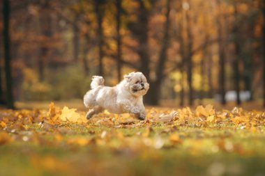 Şirin Shihtzu köpeği doğada koşuyor. Sonbahar yapraklı küçük köpek. Sonbaharda parkta bir evcil hayvanla yürümek. 