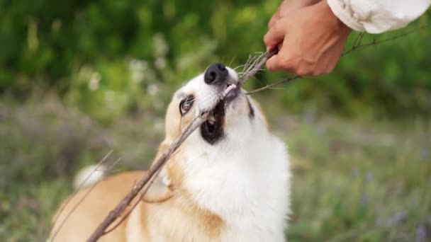 狗用棍子 有趣的科吉彭布罗克与业主正在玩 有趣而活跃的宠物 慢动作 — 图库视频影像