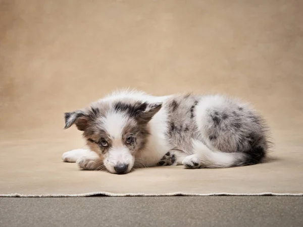 Bej Arka Planda Komik Bir Köpek Yavrusu Stüdyoda Bir Aylık — Stok fotoğraf