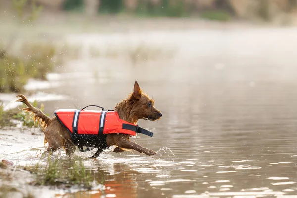 a dog in a life jacket jumps into the water. Brave australian terrier on the lake
