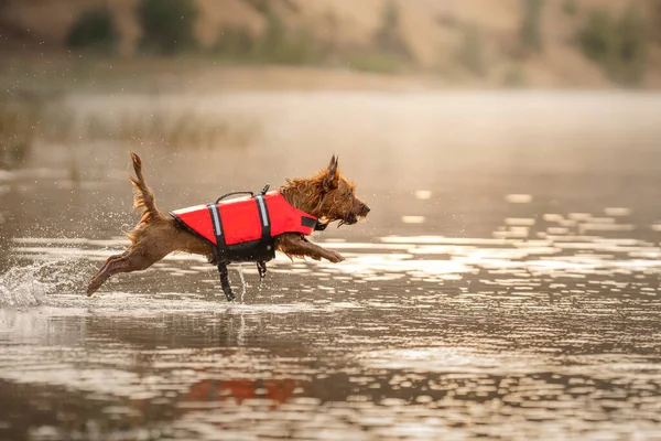 a dog in a life jacket jumps into the water. Brave australian terrier on the lake