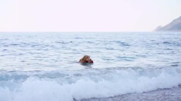 犬は海で遊んでいる ノバスコシアアヒルのブルーウォーターで検索エンジン — ストック動画