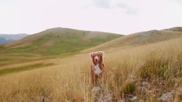Hond Zit Een Veld Het Gras Mooi Huisdier Natuur Nova — Stockvideo