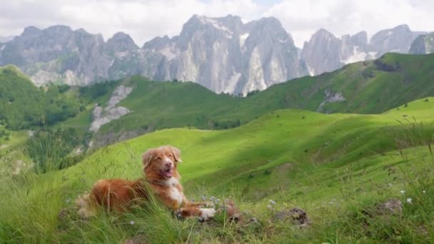 山の中の犬の旅人 ノバスコシアのアヒルがトップに回収する モンテネグロでペットとハイキング — ストック動画