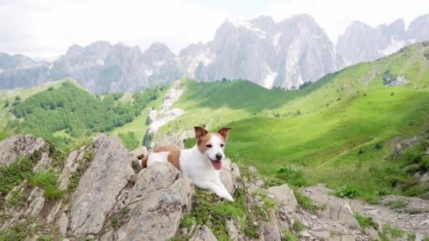 Reizen Met Hond Alpenweiden Bergen Jack Russell Terrier Piek Wandelen — Stockvideo