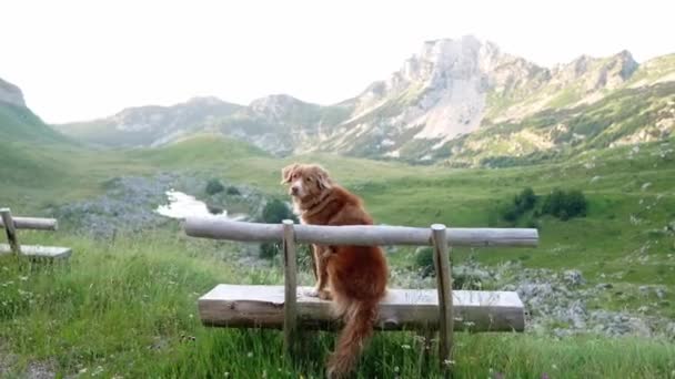 Σκύλος Κάθεται Ένα Παγκάκι Και Κοιτάζει Βουνά Νέα Σκωτία Πάπια — Αρχείο Βίντεο