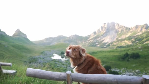 犬はベンチに座って山を眺める ノバスコシアのアヒルは自然界で回収者を犠牲にしています モンテネグロのバレー ダーモーター — ストック動画