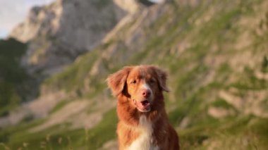 Dağlardaki kırmızı köpek. Doğada bir evcil hayvanla seyahat etmek. Gün batımında Nova Scotia ördek avı av köpeği.