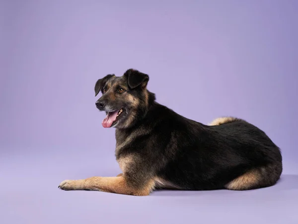 Portrait of a beautiful fat dog on lilac background. Mix of breeds. Happy Pet in the studio