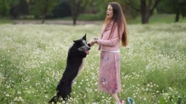 Çiçek tarlasında bir kız ve köpek. Kadınlarla Sınır Çobanı Etkin