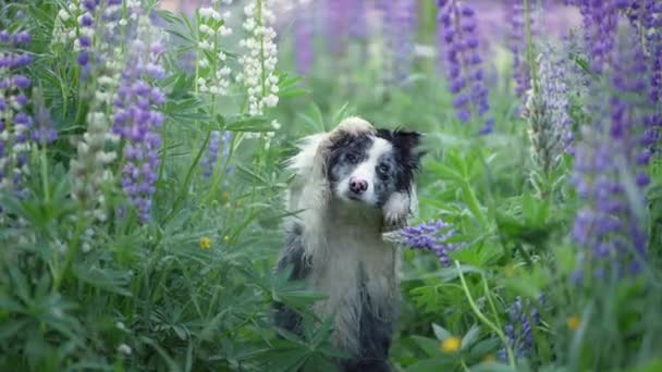 Собака Квітках Люпин Смішна Прикордонна Коллі Природі — стокове відео