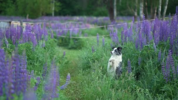 ルピンズの花にいる犬 自然の中で面白いボーダーコリー — ストック動画