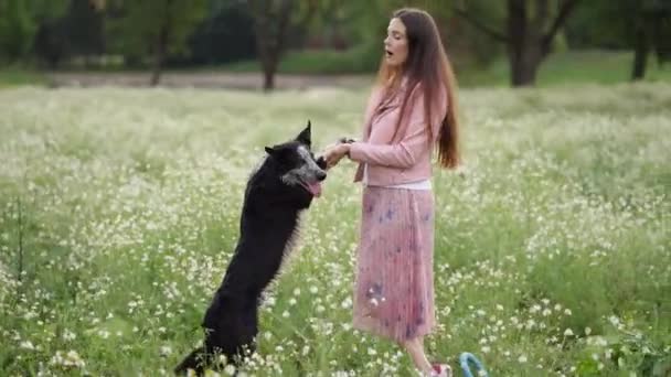 在花田里的女孩和狗 与妇女一起活动的边境牧羊犬 — 图库视频影像
