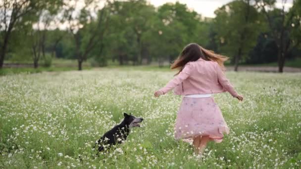 Девочка Собака Цветочном Поле Активная Пограничная Колли Женщиной — стоковое видео