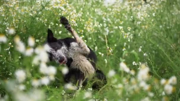 花に赤と白の犬がいる 自然の中で面白いボーダーコリー — ストック動画