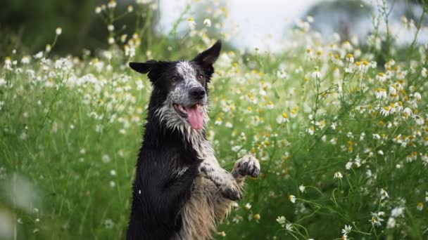 Красно Белая Собака Цветах Смешной Пограничный Колли Природе — стоковое видео