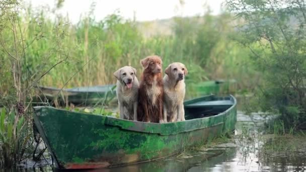 Drie Honden Een Boot Een Nova Scotia Duck Retriever Twee — Stockvideo