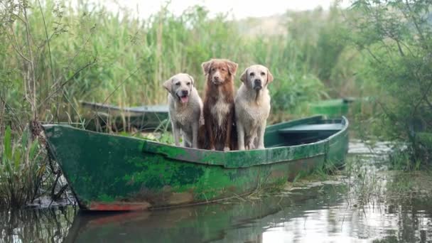 Tre Hundar Båt Nova Scotia Duck Retriever Och Två Labrador — Stockvideo