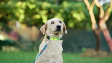 Köpek dışarıda. Yeşil arka planda melezlerin karışımı. Yürürken evcil hayvan 