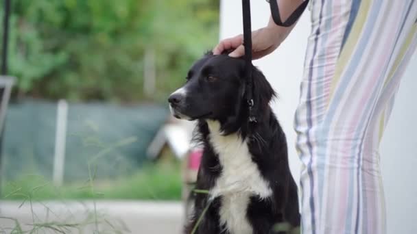 Σκύλος Έξω Μείγμα Φυλών Ένα Πράσινο Φόντο Pet Στο Περπάτημα — Αρχείο Βίντεο