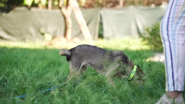 Perro Aire Libre Mezcla Las Razas Sobre Fondo Verde Mascotas — Vídeo de stock