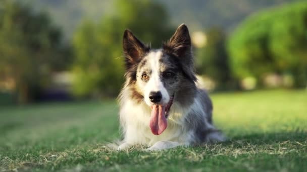 Zabawny Pies Kręci Się Zwolnionym Tempie Szczęśliwy Marmur Granicy Przyrodzie — Wideo stockowe