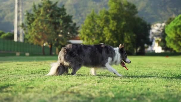 Αστείο Σκυλί Γυρίζει Αργή Κίνηση Ευτυχισμένο Μαρμάρινο Σύνορο Στη Φύση — Αρχείο Βίντεο