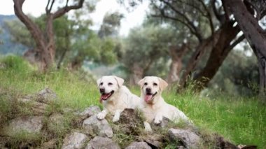 Zeytin koruluğunda iki köpek. Mutlu Labrador Retriever doğası. Evcil hayvan.