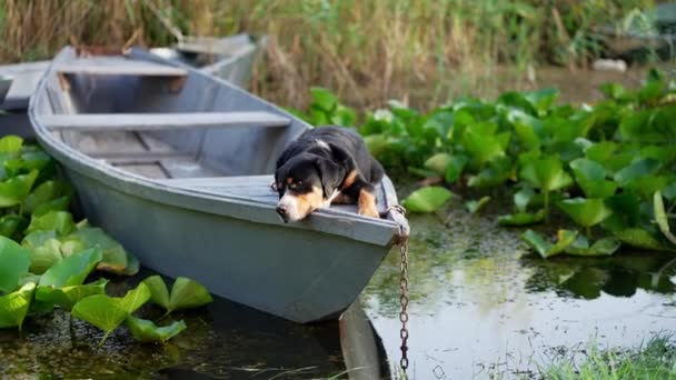 Dog Boat Gross Mountain Dog Nature Walking Pet Travel Lake — Stock Video