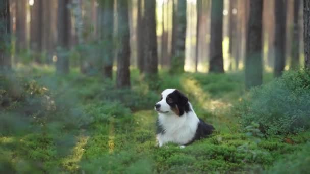 Собака Зеленому Моху Лісі Триколор Австралійська Вівчарка Природі — стокове відео