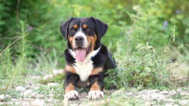 Doğadaki köpek. Gross Mountain Dog açık havada. Evcil bir hayvanla yürümek, seyahat etmek 