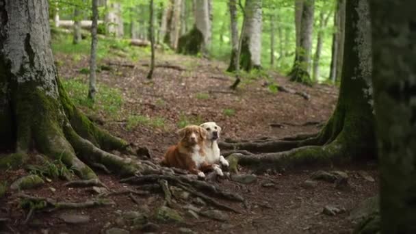 Två Hundar Skogen Nova Scotia Anka Vägtullar Och Labrador Retriever — Stockvideo