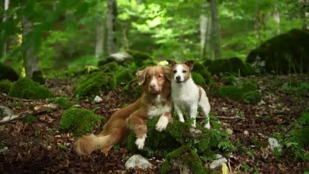 Deux Chiens Dans Forêt Nova Scotia Duck Tolling Jack Russell — Video