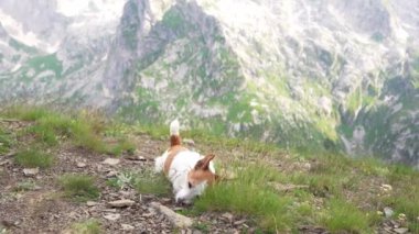 Köpekle dağlarda, çayırlarda seyahat etmek. Jack Russell Terrier zirvede oynuyor. Doğa yürüyüşü